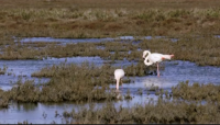 Birds in Marsh